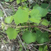 Cissus vitiginea L.